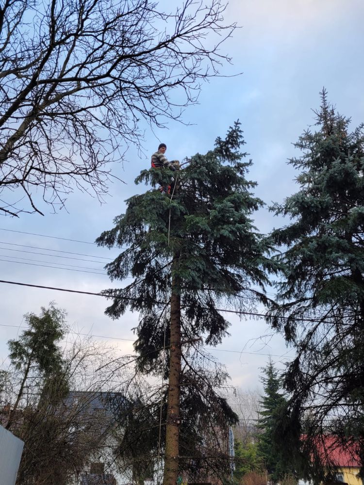 Cięcie drzew metodą alpinistyczną