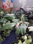 Филодендрон лучистый (Philodendron radiatum)