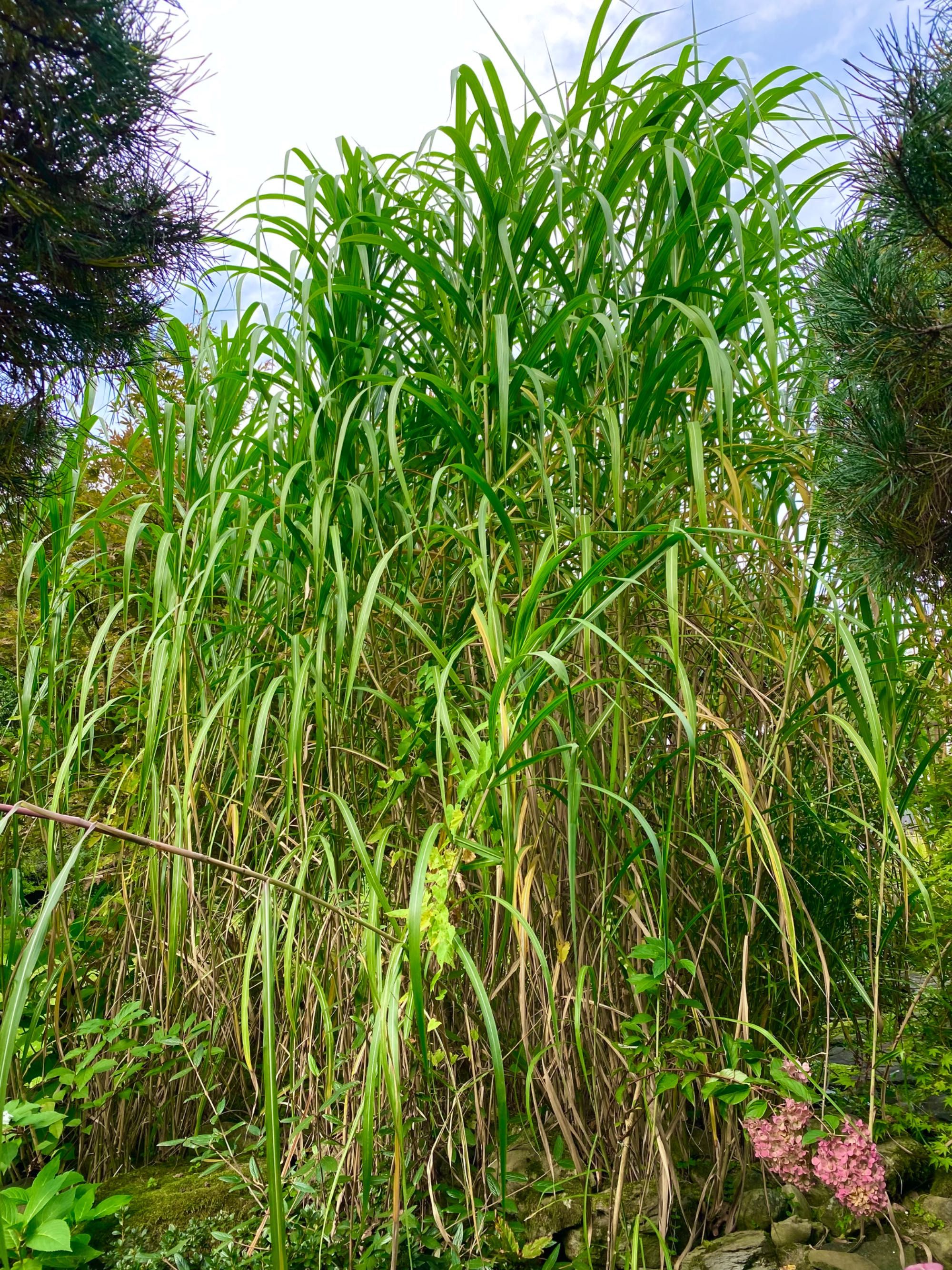 Miskant olbrzymi Miscanthus giganteus  Sadzonka sadzonki