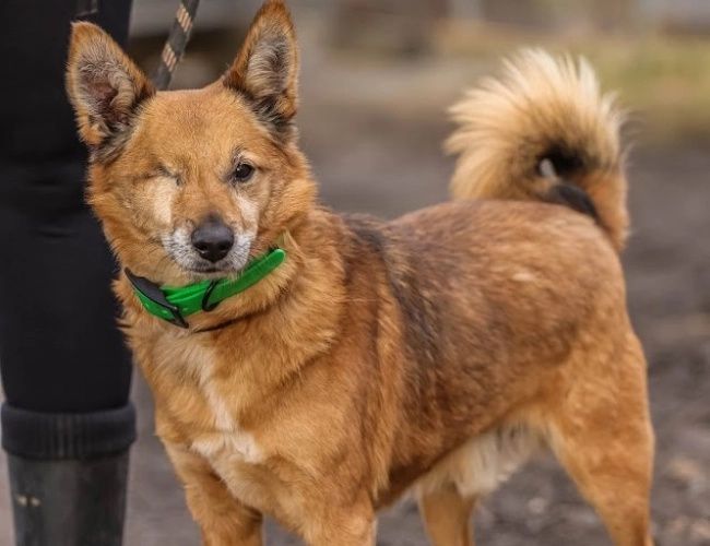 Levi do adopcji!
