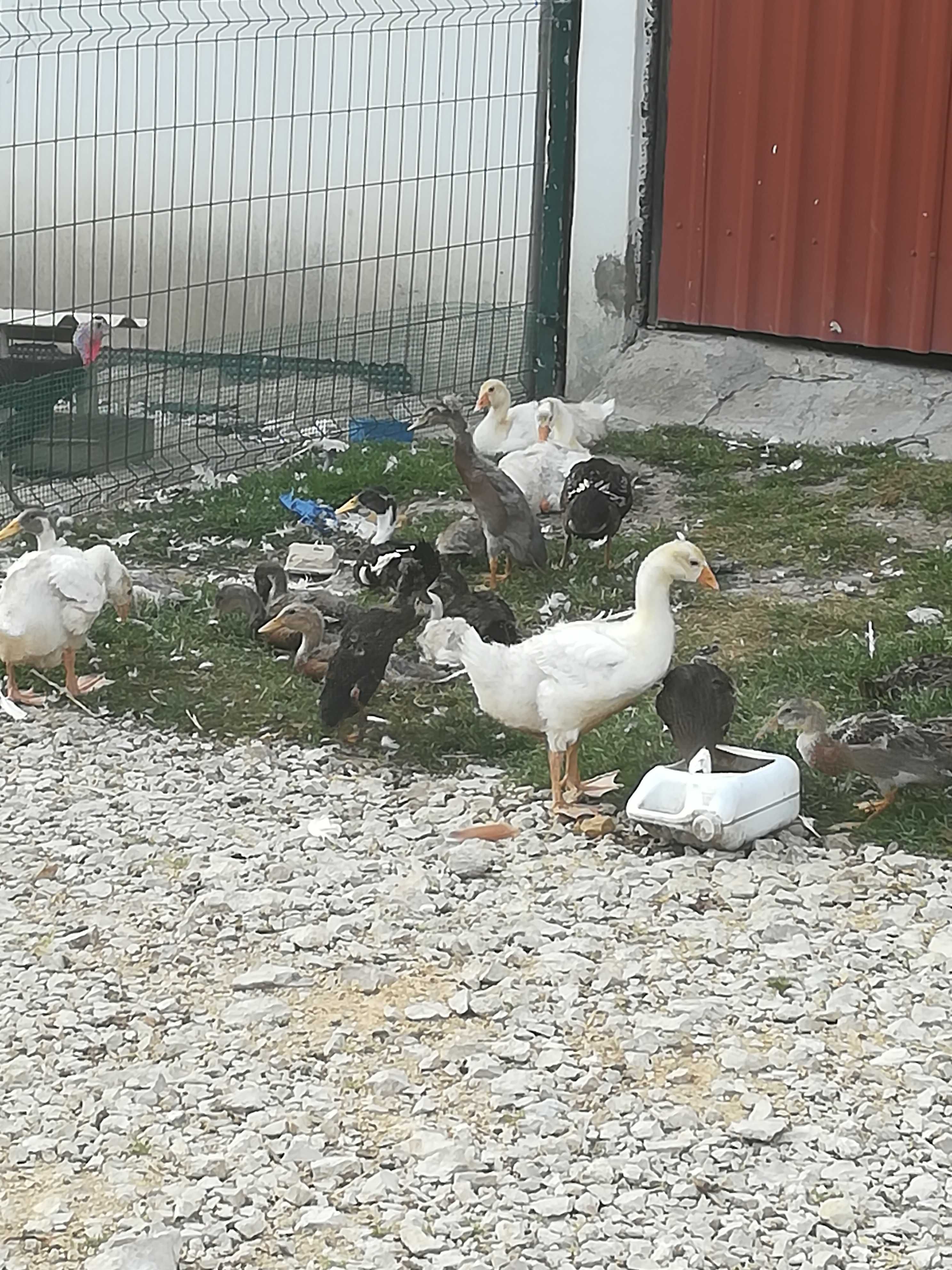 biegusy sprzedam