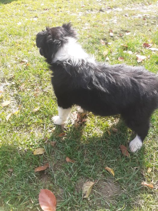 Suczka border collie
