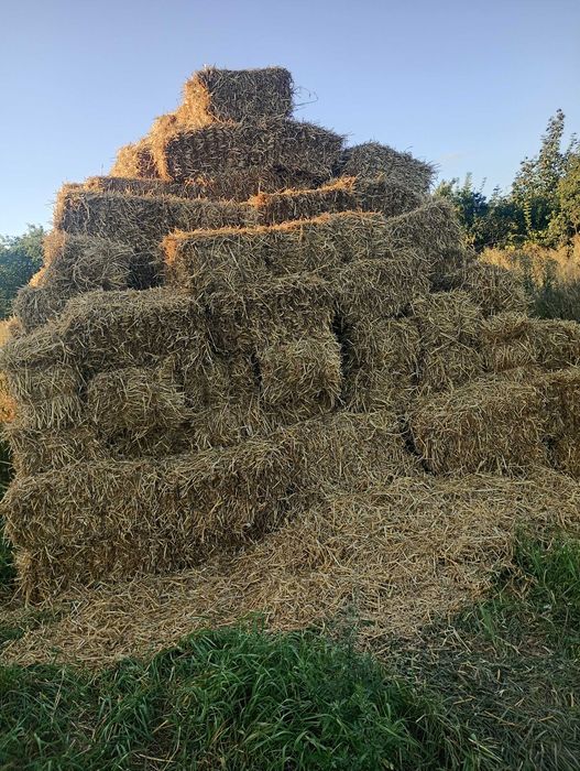 продам сено полевое в тюках-солома -50-45грн