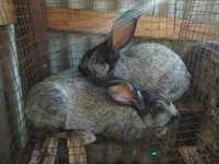 Кролики Полтавське Срібло 150 грн.