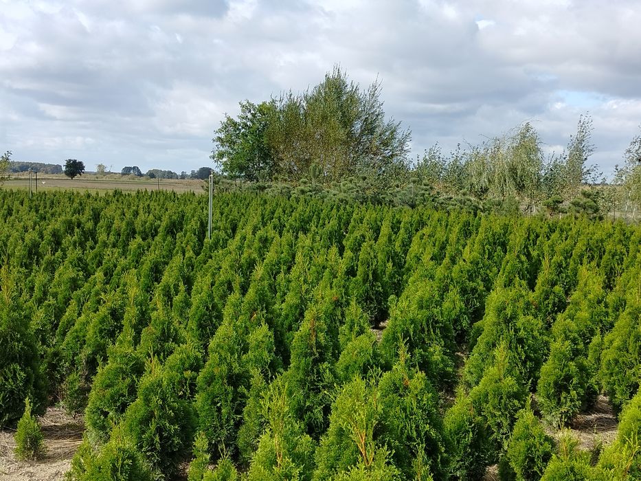 Thuja, tuja szmaragd 130cm