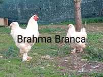 Vendo casal de Brahmas branco