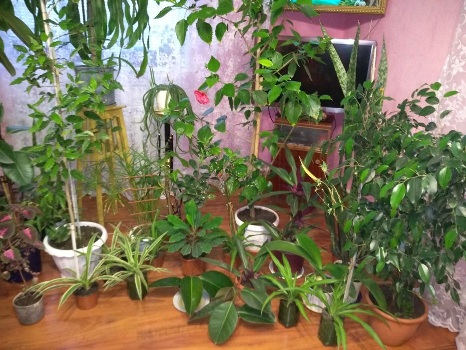 Продам цветы