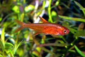 Bystrzyk poziomkowy Amandy amandae