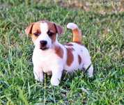 Jack Russell Terrier piękny piesek już do odbioru rodowód ZKwP/FCI