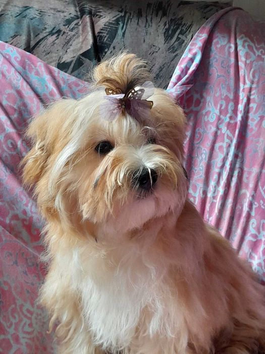 Ocean Pearl Yorkshire terrier ZHPR suczka KLARA