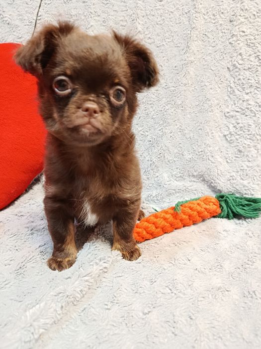 Чихуахуа довшерстна дівчинка