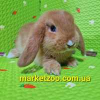 Найгарніша дівчинка mini lop карликовий міні кролик,карликові кролики