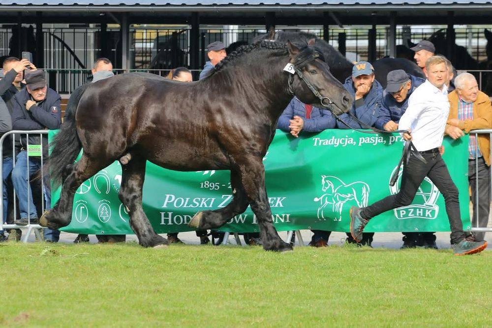 Sprzedam ogiera zimnokrwisty sokolski