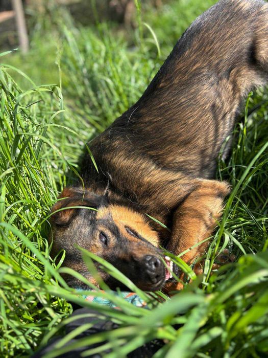 Czy znajdzie się nowy dom dla Brownie