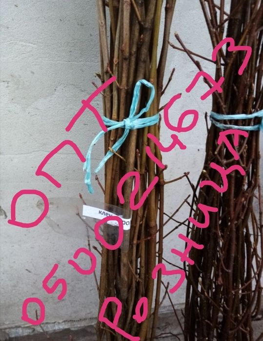 Саженцы Липы. Граб. Бук. Ясень. Дуб. Береза.