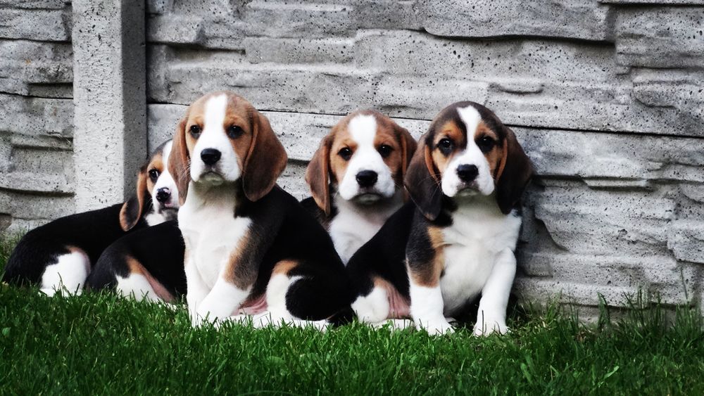 Beagle suczka z rodowodem