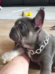 Buldog francuski  / Blu tan piesek
