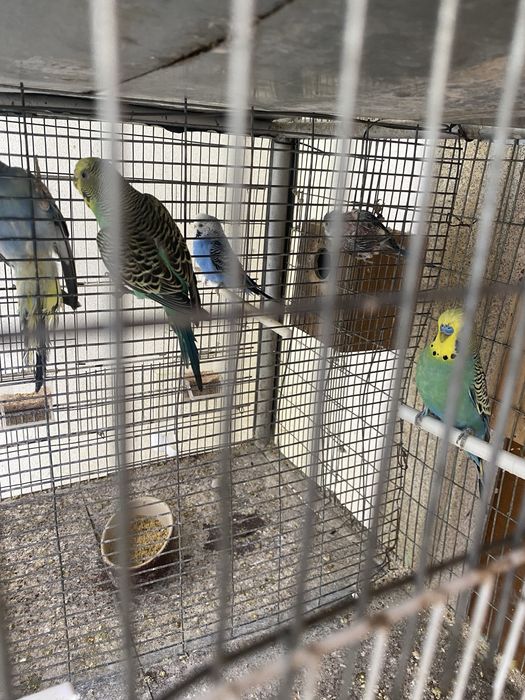 Casal de piriquitos reprodutor