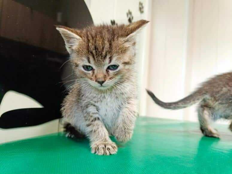 Dwa 7 tyg. kocurki  szukają domów