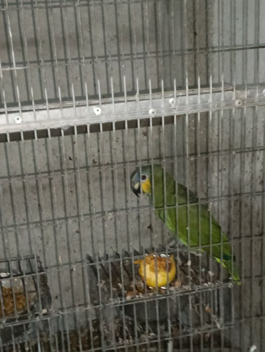 Vendo Amazona Amazonico