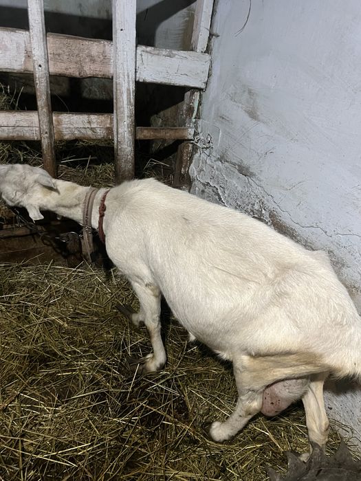 Продам діїну козу