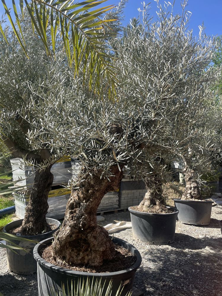 Drzewa oliwne olea europaea