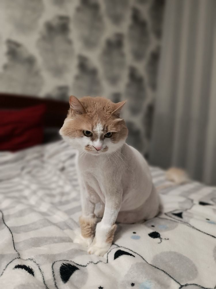 Котячий грумер, грумінг для кота,правий берег,тиха машинка