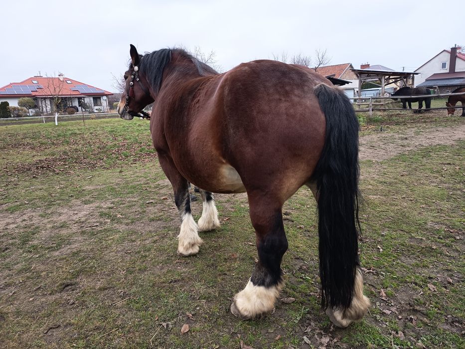 Klacz zimnokrwista - arden polski 84 pkt