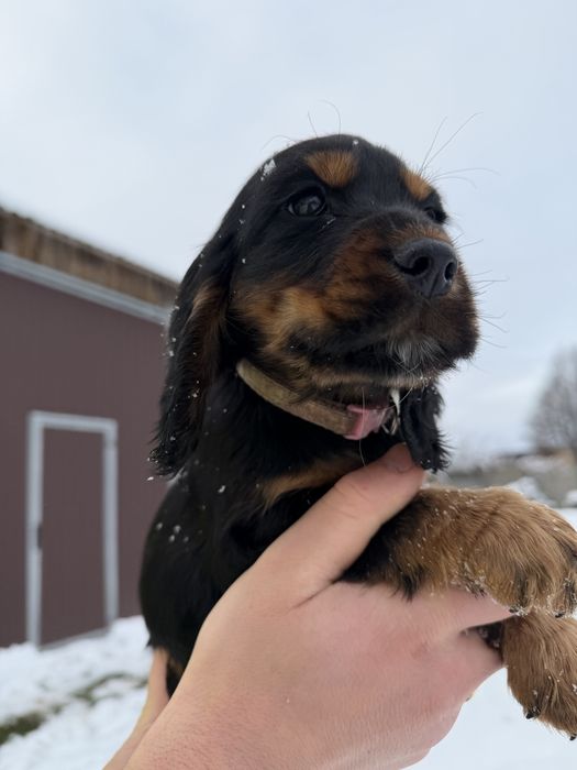 Cocker Spaniel Angielski