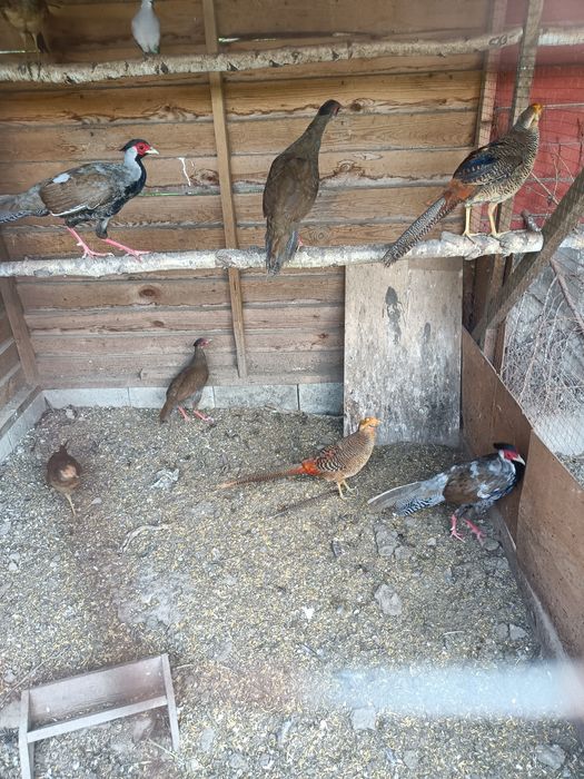 Młode bażanty złote i srebrne