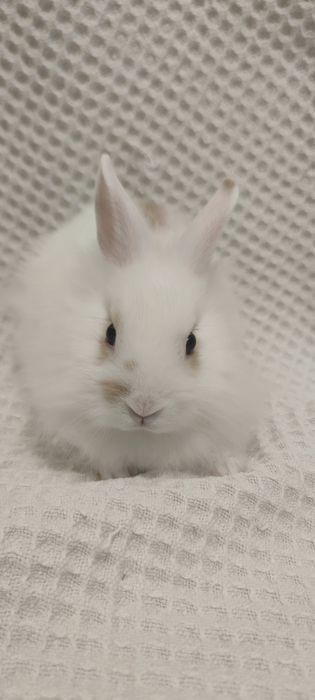 Królik miniaturka