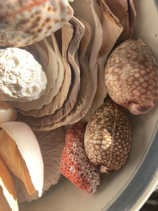 Coleccao de Buzios, corais e conchas