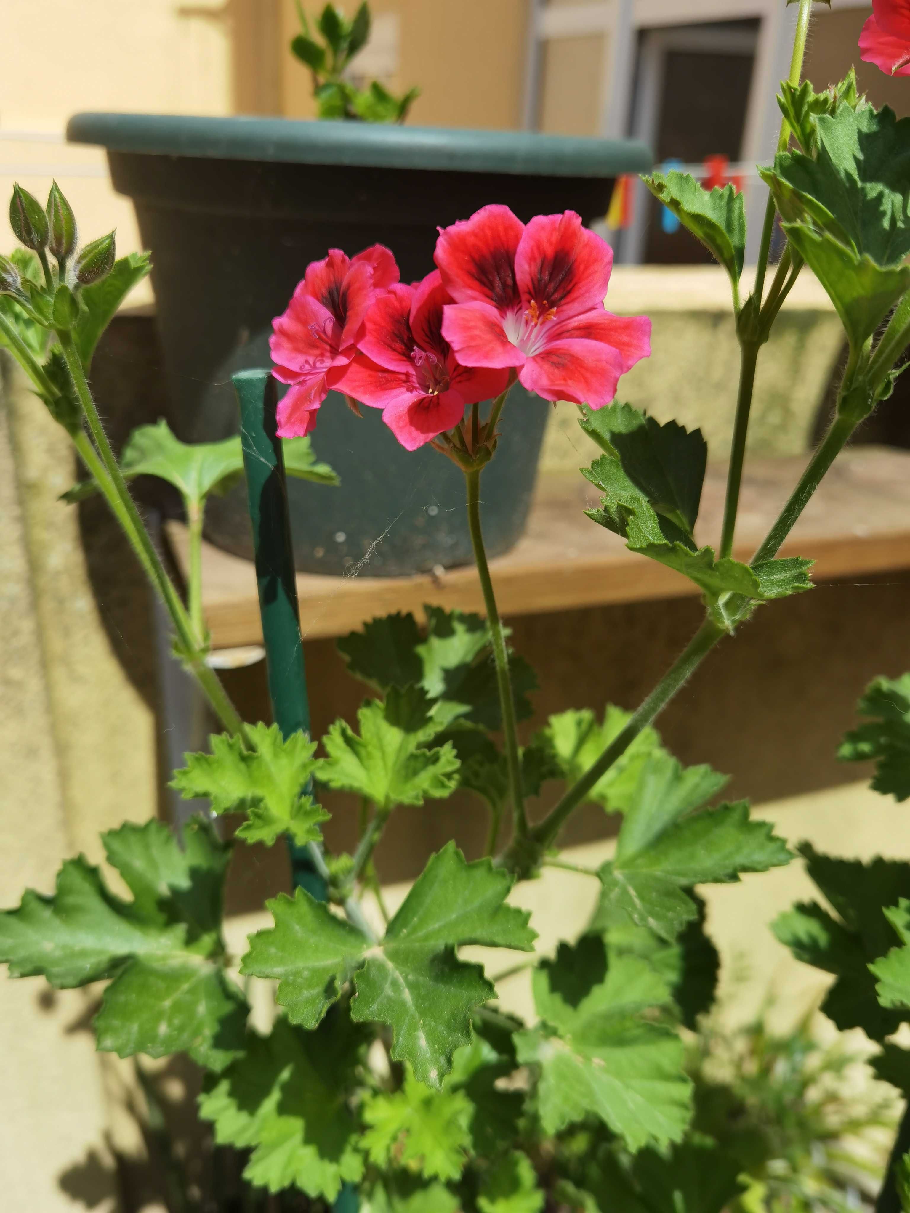 Sardinheiras, Gerânios, Plantas, Flores, Jardim