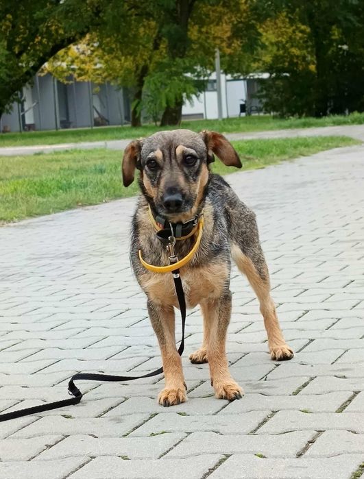 Młoda suczka do adopcji!