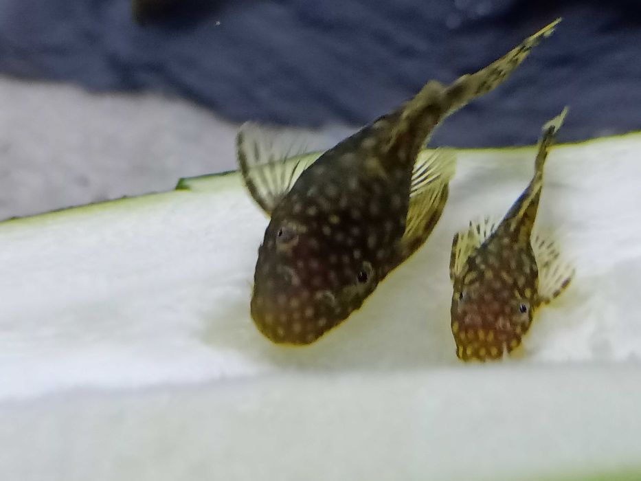 Ansistrus Juvenis SP - 3 a 4 cm