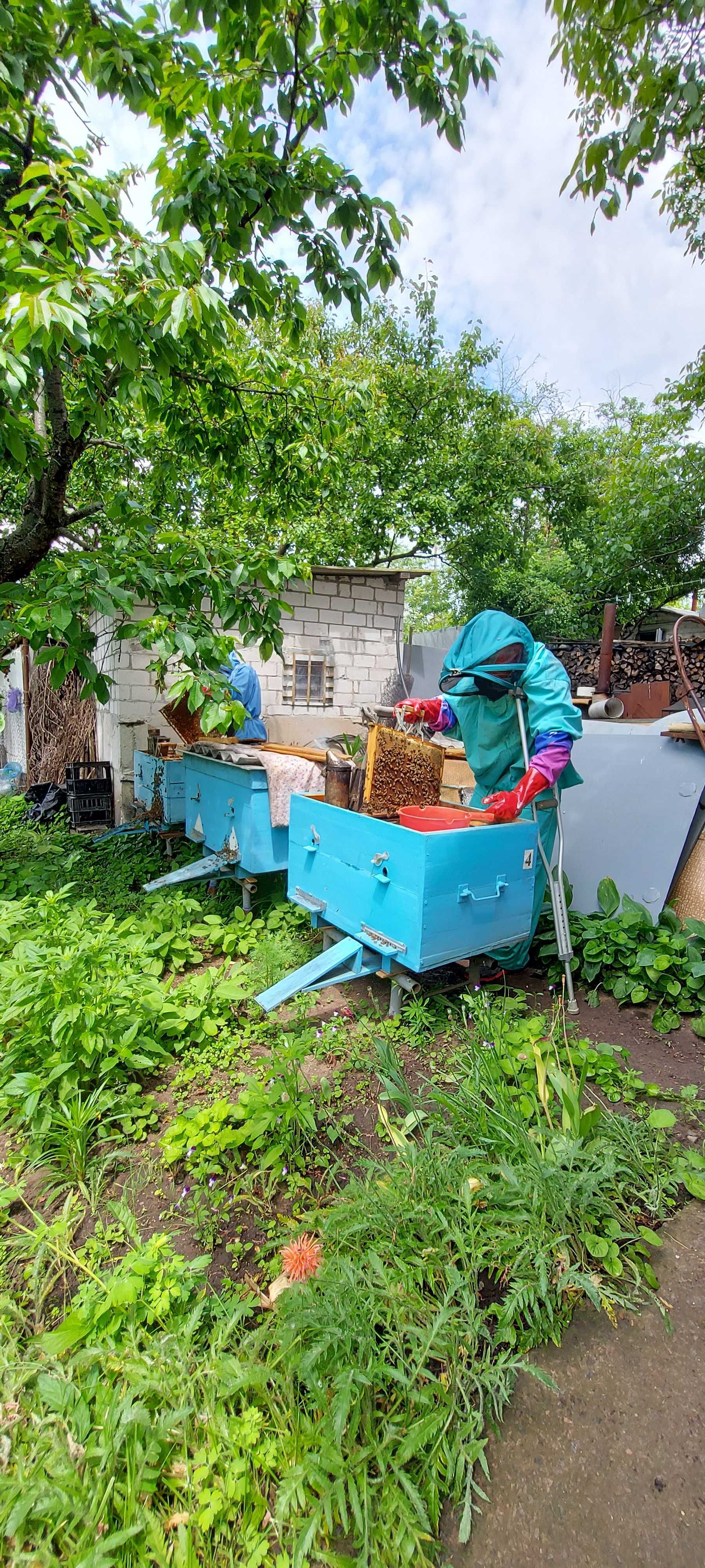 Продам пчелосемьи