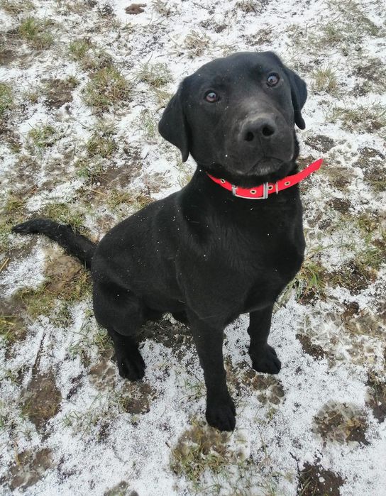 Elvis czarny labrador pies do adopcji Kalisz Poznań Wrocław Łódź