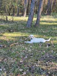 Oddam do adopcji labrador biszkoptowy