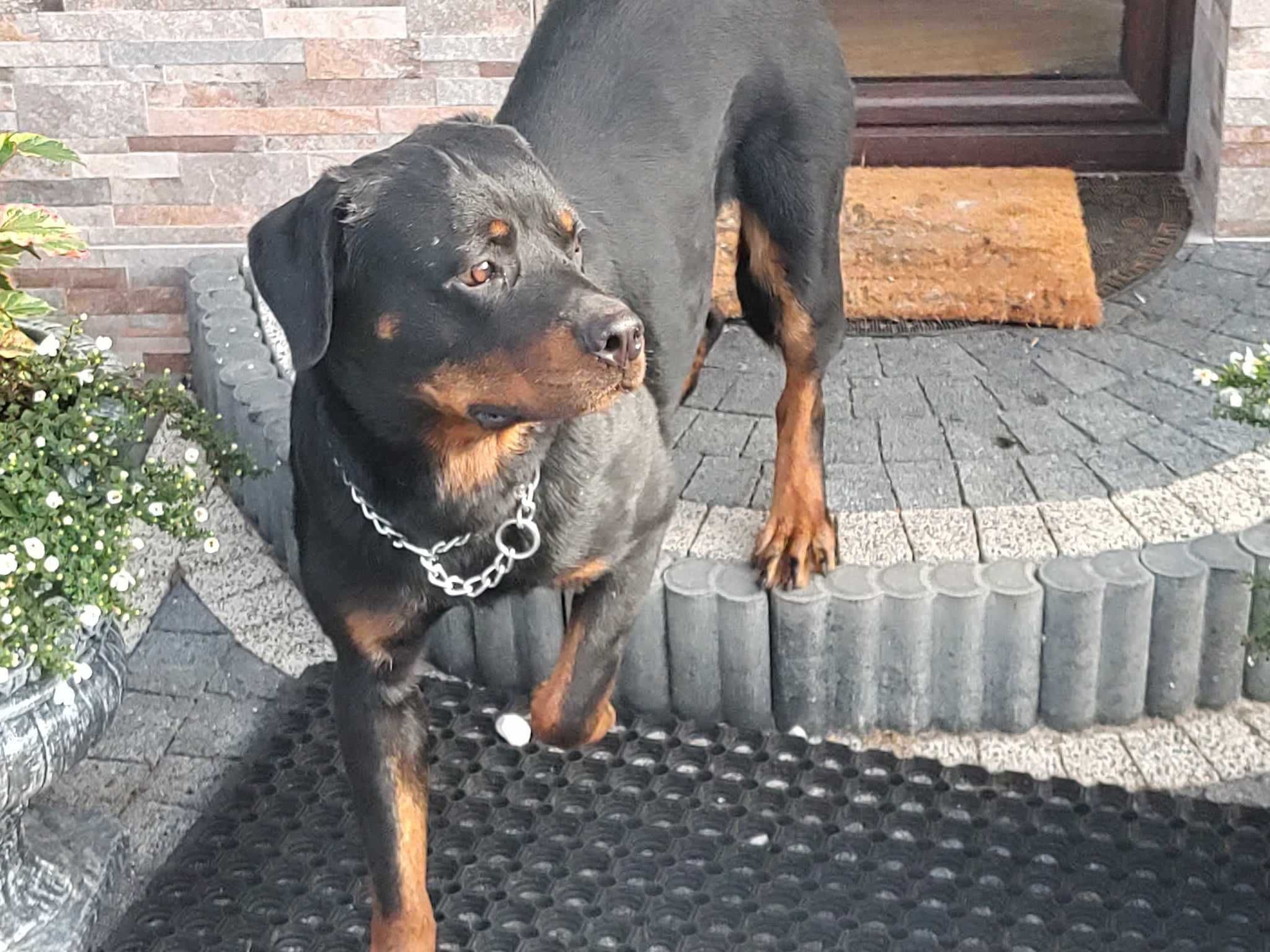 Rottweiler pies 3 letni