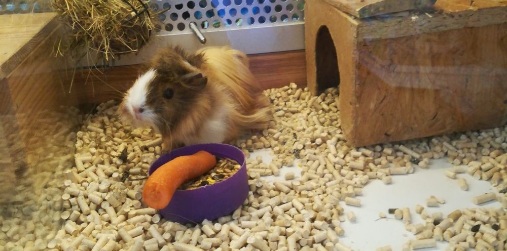 Kawia Domowa, świnka Morska. Sklep ZOOlogiczny PLUTO Radom