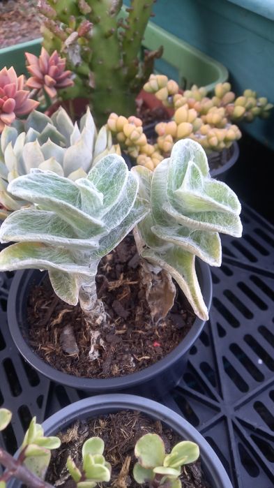 Suculentas baratas