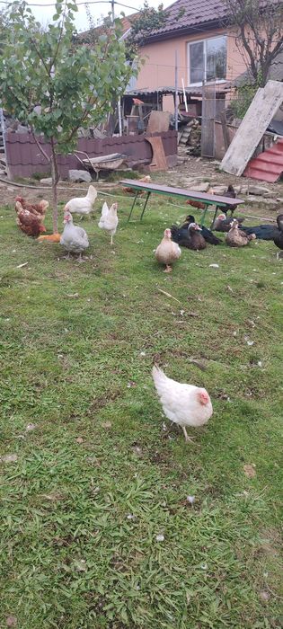 Качур Індо качка.Весна 25.