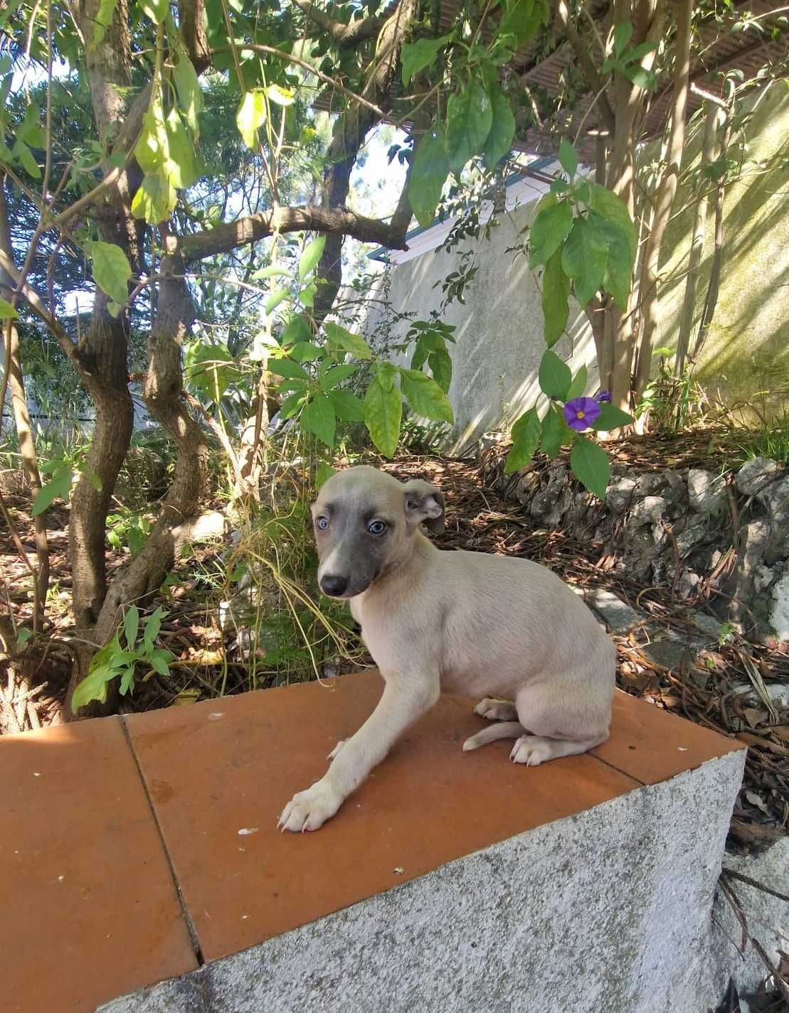 Galguinho/a Whippet Isabell.