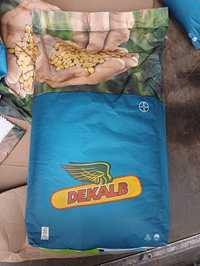 Kukurydza DKC 4098 Dekalb