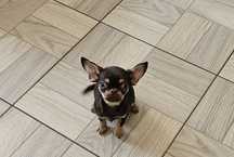 Chihuahua czekoladowy podpalany piesek hodowla white peael lily