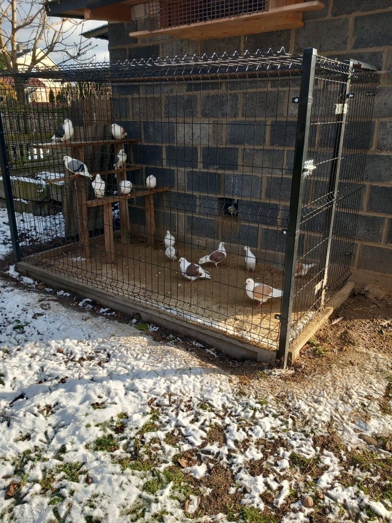 Gołębie boki  śląskie tarczowe 40 sztuk do sprzedania