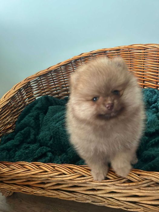 Szpic miniaturowy Pomeranian