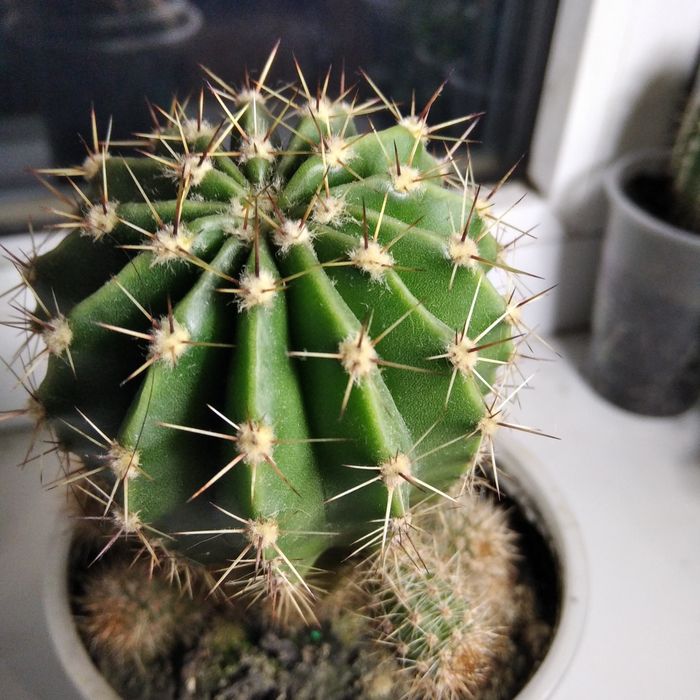 Продам молодые кактусы, деток и взрослые