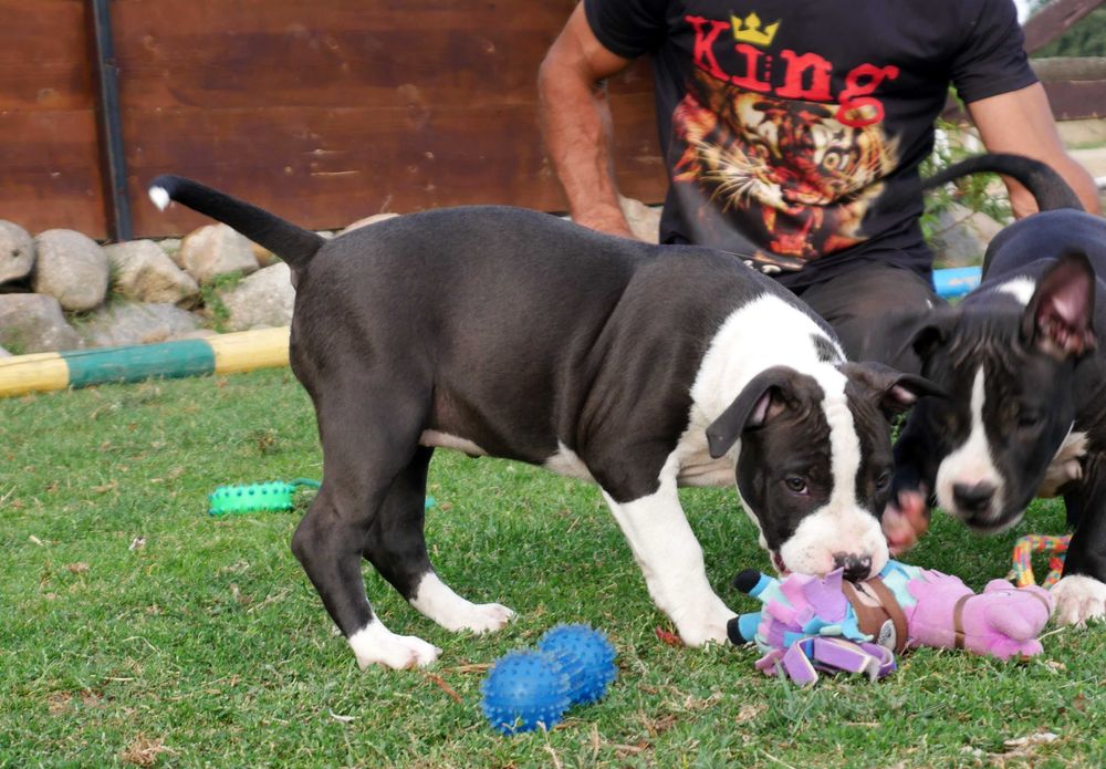 American Staffordshire Terrier ZKwP Amstaff FCI czarna suczka WALKIRIA