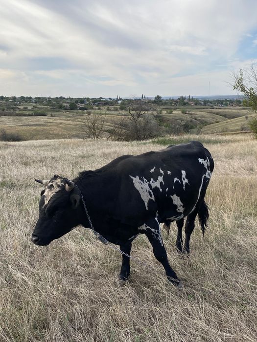 Продам бика. Ціна договірна. Продам быка. Цена договорная